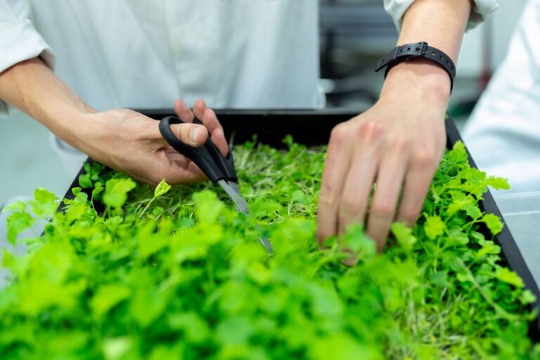Budidaya Microgreens Rumahan: Peluang Usaha Modal Kecil Panen Cepat