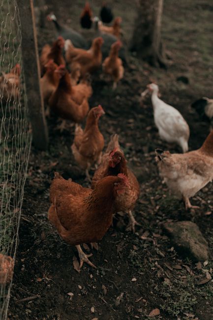 Ternak Ayam Kampung Petelur: Peluang Usaha Modal Kecil dari Pekarangan