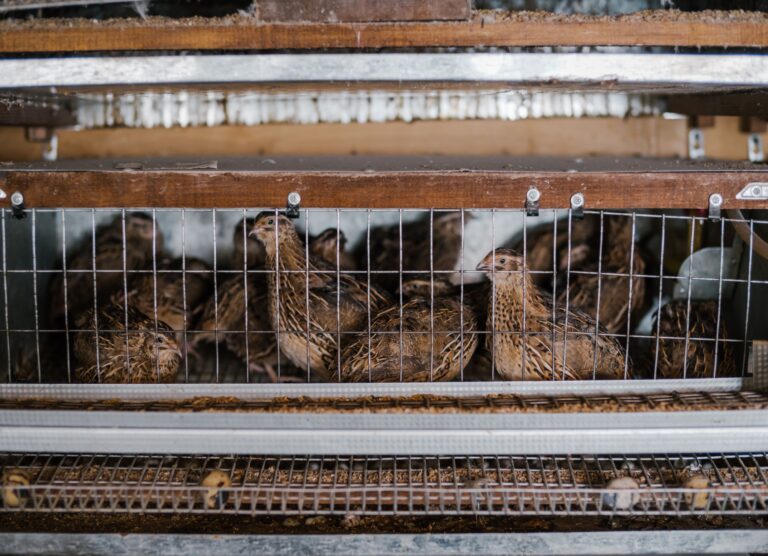 Ternak Burung Puyuh Petelur: Peluang Usaha Modal Kecil dari Halaman Rumah